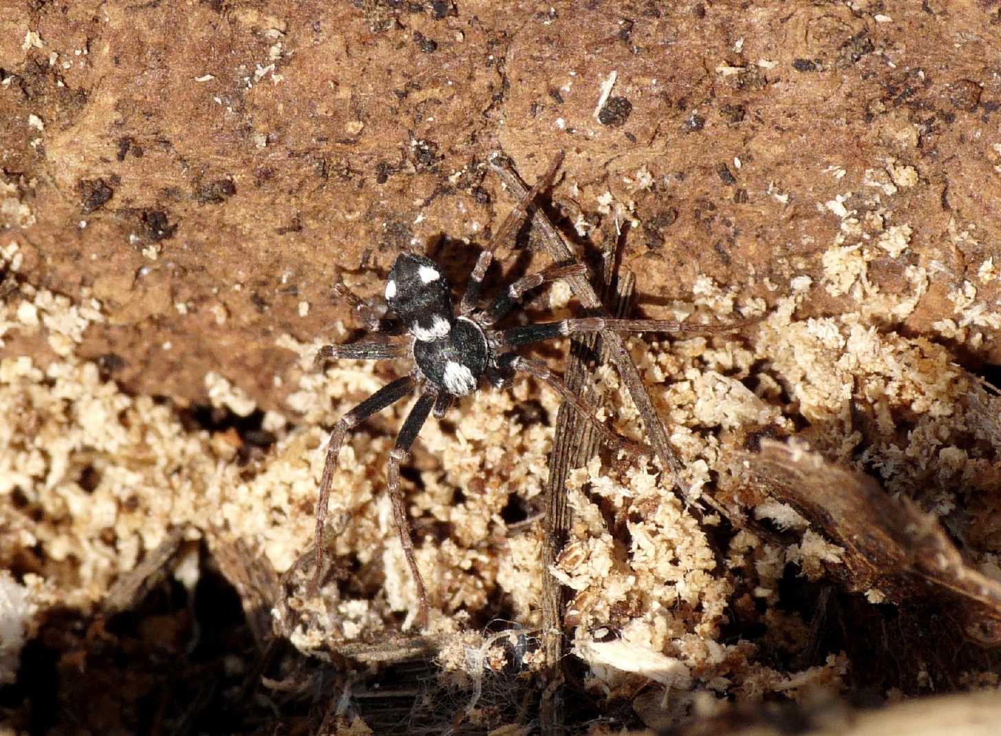 Pulchellodromus sp.